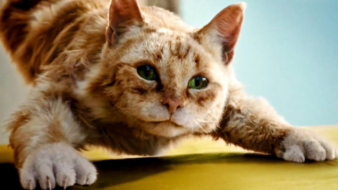 The Dreamies “Cats Will Do Anything” execution showed that Dreamies understands cats deeply—and understands cat owners just as well.